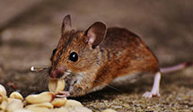 24 Hour & Emergency Exterminators in Tabb, VA